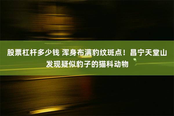 股票杠杆多少钱 浑身布满豹纹斑点！昌宁天堂山发现疑似豹子的猫科动物