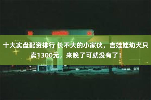 十大实盘配资排行 长不大的小家伙，吉娃娃幼犬只卖1300元，来晚了可就没有了！